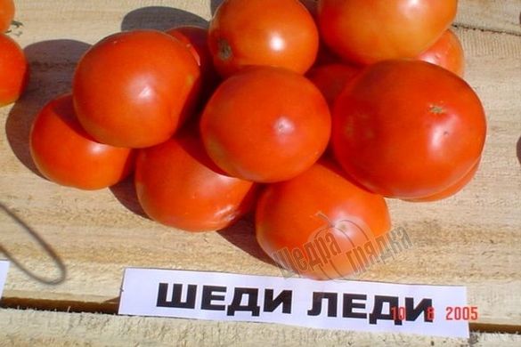 Семена томата (помидора) Шеди Леди F1
