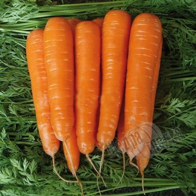 Насіння моркви Матч F1, 100000 шт.