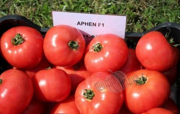 Семена томата (помидора) Афен F1