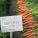 Насіння моркви Матч F1, 100000 шт.