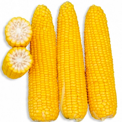 Семена кукурузы GSS 3071 F1 SG, 1 кг.