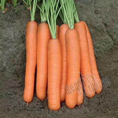 Насіння моркви Байон F1, 5000 шт