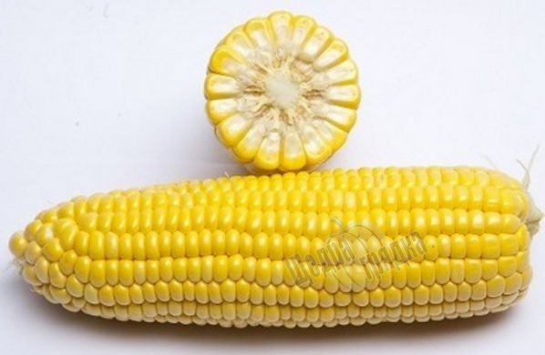 Насіння кукурудзи GSS 3071 F1 SG, 1 кг.