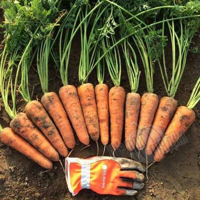 Насіння моркви Мірафлорес F1, 100 000 шт. (1.4-1.6)