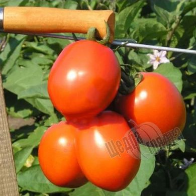 Насіння томату (помідора) Форсаж (Фріско) F1