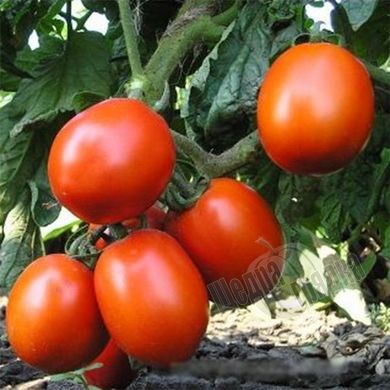 Семена томата (помидора) Форсаж (Фриско) F1