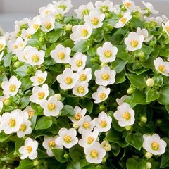 Насіння квітів екзакуму Роял Ден, 50 шт, білий