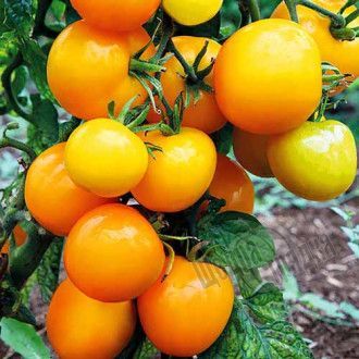 Насіння томату (помідора) Єлоу Чір F1