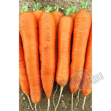 Насіння моркви Майор F1, 25 000 шт
