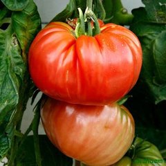 Семена томата (помидора) Роциоло F1