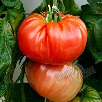 Насіння томату (помідора) Роціоло F1