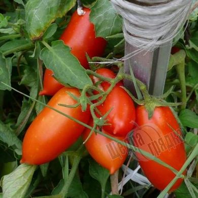 Насіння томату (помідора) Кібіц, 0,15 г.