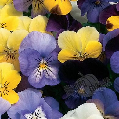 Семена цветов виолы крупноцветковой