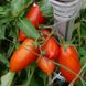 Насіння томату (помідора) Кібіц, 0,15 г.