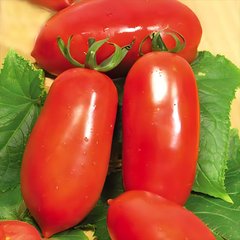 Насіння томату (помідора) Миколка, 0,1 г