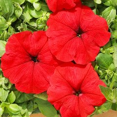 Семена цветов петунии многоцветковой Марика F1, 500 шт, красный