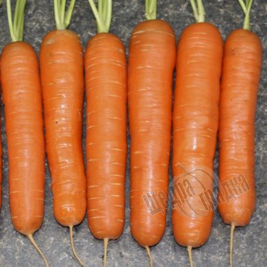 Насіння моркви Нантес Тіп-Топ, 500 г