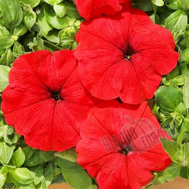 Семена цветов петунии многоцветковой Марика F1, 500 шт, красный
