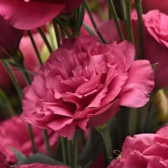 Насіння квітів еустоми Кан Кан F1 (Can Can F1), 100 шт (драже), карміново-рожевий