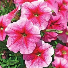 Семена цветов петунии многоцветковой София F1, 500 шт, розовый