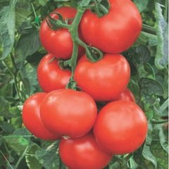 Семена томата (помидора) Абелюс F1, 10 шт
