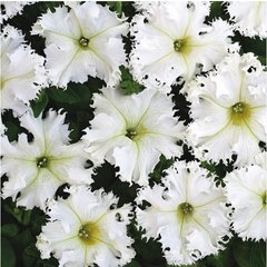 Семена цветов петунии грандифлоры Крайкови Завой, 500 шт. (драже), белый