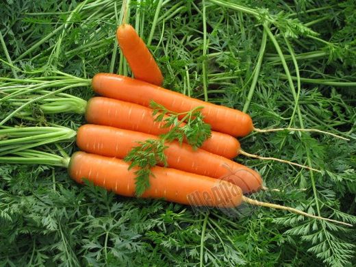 Насіння моркви Канада F1 (1,6-1,8 мм), 25 000 шт.
