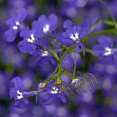 Насіння квітів лобелії Кобальт, 200 шт., темно-синій з вічком