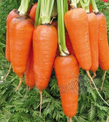 Насіння моркви Абако F1, 10 г