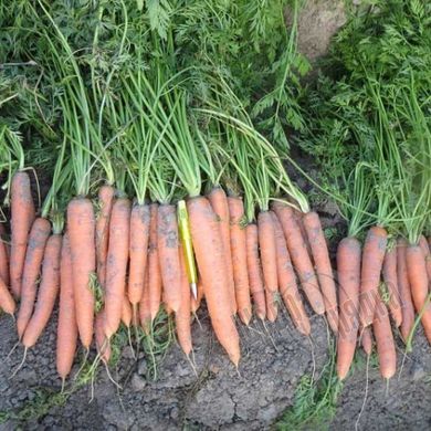 Насіння моркви Стромболі F1, 100000 шт.