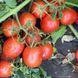 Насіння томату (помідора) Літтано F1