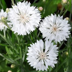 Семена цветов василька махрового Том Пауз, 5 г, белый