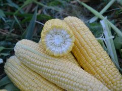 Семена кукурузы Форвард F1, 15 шт