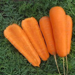 Семена моркови Боливар F1, 0,5 г