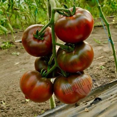Насіння томату (помідора) Бронзон F1, 5 шт