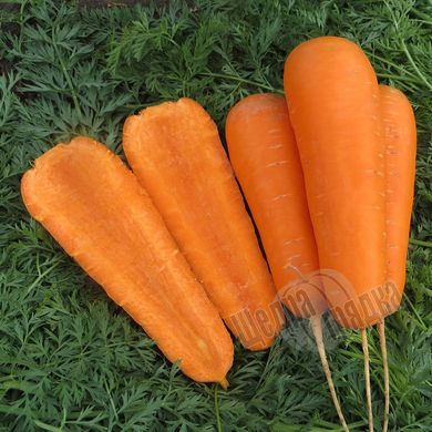 Насіння моркви Болівар F1, 0,5 г