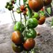 Насіння томату (помідора) Бронзон F1, 5 шт