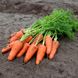 Семена моркови Шантане Рэд Кор, 500 г