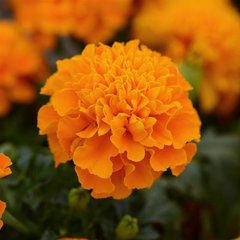 Насіння квітів чорнобривців Хот Пак, 1000 шт, помаранчевий
