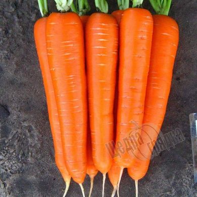 Насіння моркви Лагуна F1, 25 000 шт