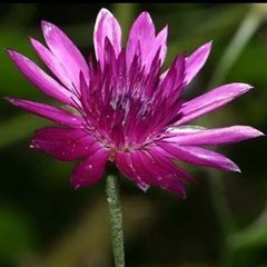 Насіння квітів ксерантемуму, 10 г, карміновий