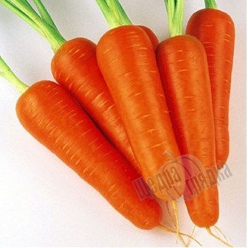 Насіння моркви Абліксо F1, 10 г