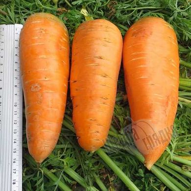 Насіння моркви Болтекс, 500 г