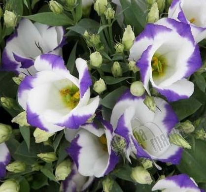 Насіння квітів еустоми Сапфір F1, 100 шт, біло-синій