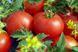 Насіння томату (помідора) Джина (Смачний), 0,2 г