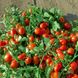Семена томата (помидора) Дино F1