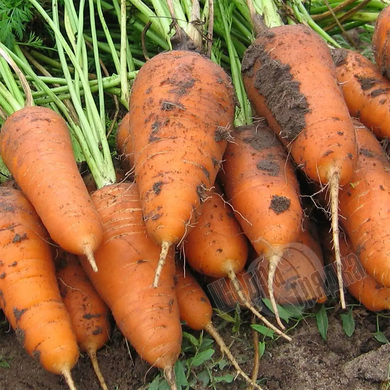 Семена моркови Курода Шантане, 10 г