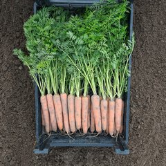 Насіння моркви Наполі F1 (Euro Seed), 1 г.