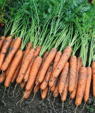 Насіння моркви Наполі F1 (Euro Seed), 1 г.