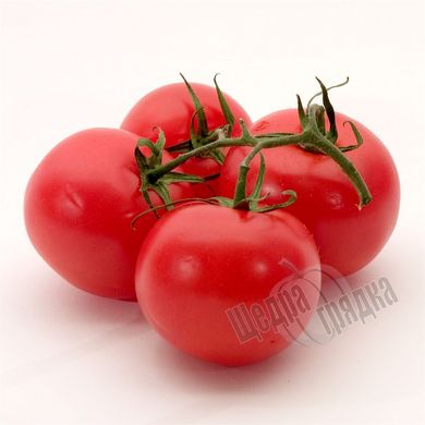 Насіння томату (помідора) Сіта F1